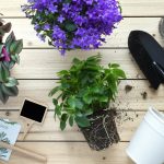 Flat lay for indoor gardening supplies, transplanting or planting green houseplant plant, purple flo