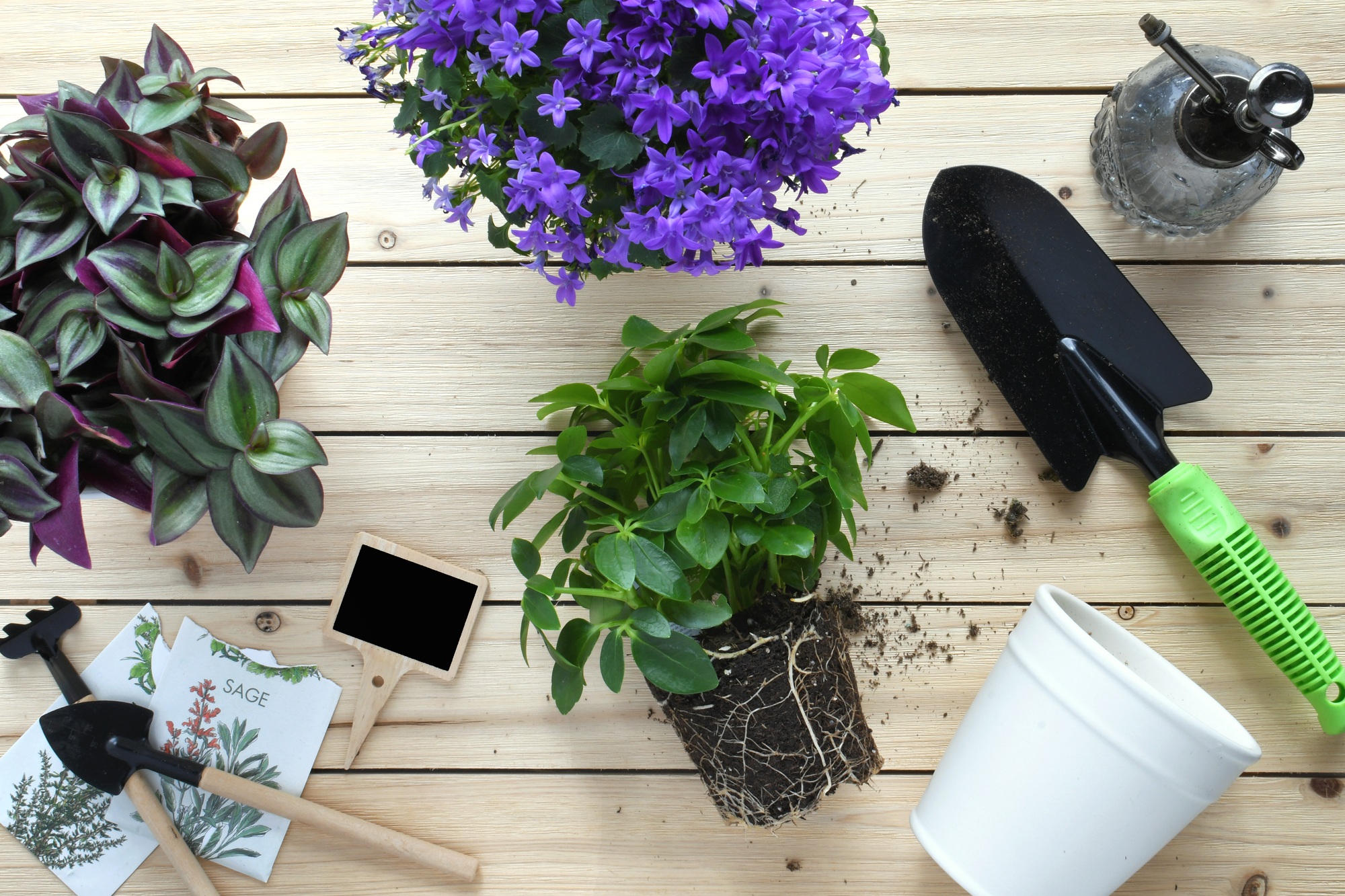 Flat lay for indoor gardening supplies, transplanting or planting green houseplant plant, purple flo