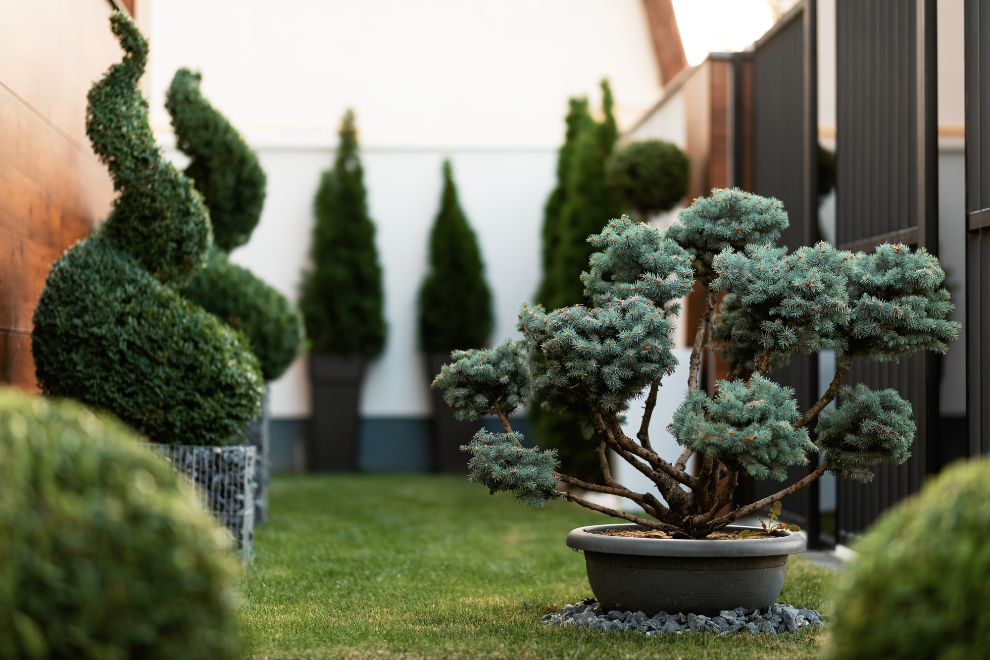 Small evergreen tree in a garden.